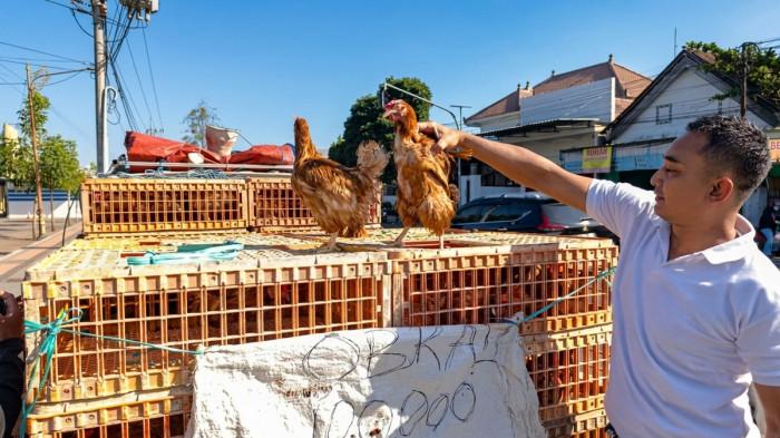 JUAL AYAM AFKIR - Seorang peternak menjual ayam afkir dengan harga Rp 100.000 untuk 4 ekor ayam di pinggir jalan depan Kantor Bupati Blitar, Kanigoro, Kabupaten Blitar, Jawa Timur pada Senin (29/6/2026). Hasil penjualan ayam afkir digunakan untuk tambahan beli pakan.