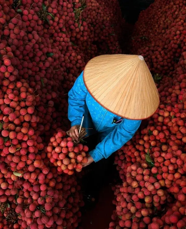 Freshly harvested lychees during the peak of the season. Photo from Instagram