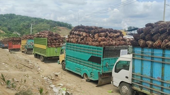 Antrean truk sawit dari petani lokal menuju perusahaan di Mamuju Tengah makin membludak