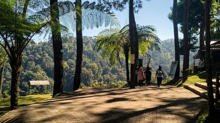 DESTINASI FAVORIT - Wisata Bromo Benjor Pine yang berlokasi di Desa Benjor, Kecamatan Tumpang, Kabupaten Malang, Jawa Timur, menjadi destinasi favorit bagi keluarga yang mencari kesejukan.