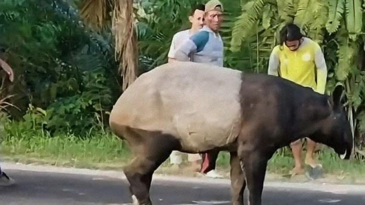 HEWAN LANGKA - Kronologi tapir dibantai di Mesuji.