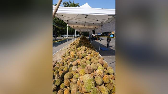 15.000 Durian dari Kelekak Babel Harumkan Seisi Jogja Expo Center, Sabtu (4/7/2026).
