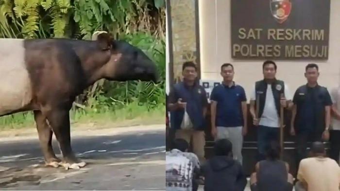 Kemunculan seekor tapir langka di Mesuji awalnya mengundang decak kagum warga setelah videonya viral di media sosial. Namun, satwa dilindungi tersebut justru menjadi korban perburuan sadis. Polisi mengungkap tapir ditombak, dipukul hingga tewas, lalu tubuhnya dipotong dan dagingnya dibagikan. Empat pelaku telah ditangkap, sementara dua lainnya masih diburu aparat.