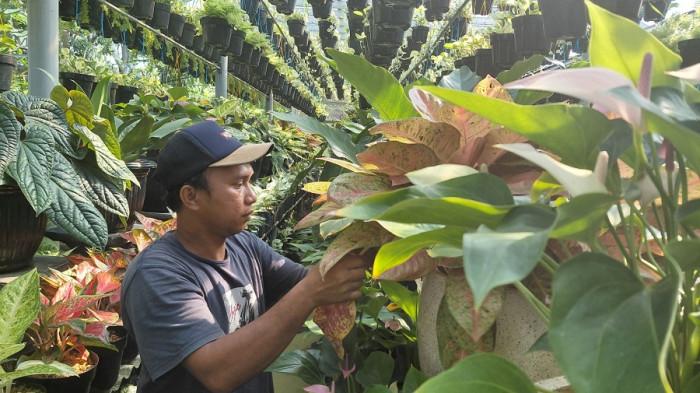 penjual tanaman