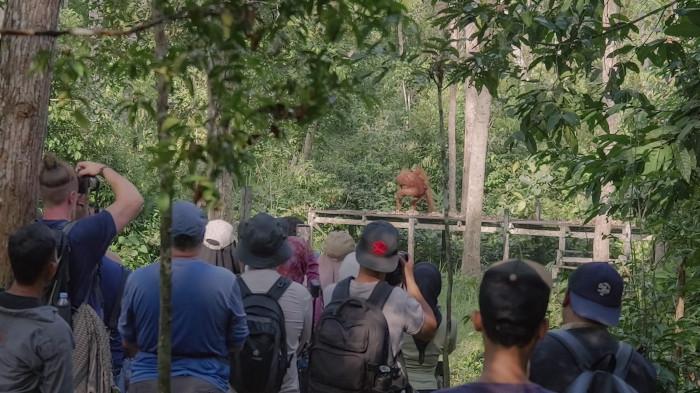 menikmati wisata susur Sungai Sekonyer sekaligus menyaksikan orangutan