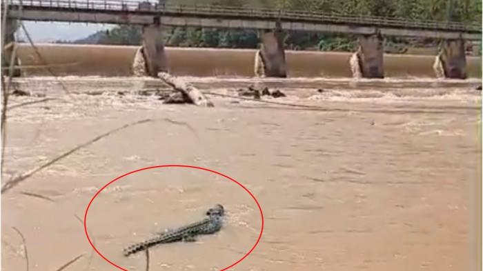 BUAYA SUNGAI MALOSO - Seekor buaya berukuran sekitar empat meter terekam kamera saat muncul di Sungai Maloso, Kecamatan Mapilli, Kabupaten Polewali Mandar, Sulawesi Barat, Senin (6/7/2026). Videonya viral di media sosial dan membuat warga resah.