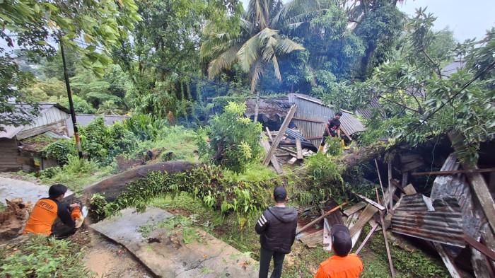 Pohon mangga tumbang di Tarakan 02 07072026