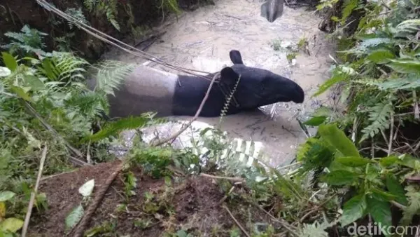 Tapir masuk perkampungan di Asahan, Sumut, Sabtu (17/8/2019)
