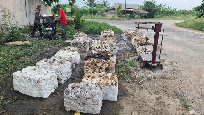 HARGA KARET NAIK -- Seorang petani di Desa Perjaya, Martapura, OKU Timur, tengah menurunkan hasil sadapan yang akan dijual, Rabu (10/12/2025. 