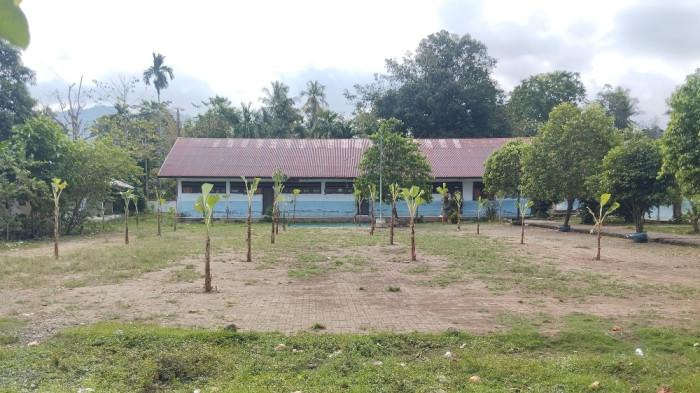 SENGKETA - SD Indpres Orobatu, Desa Tampalang, Kecamatan Tapalang, Kabupaten Mamuju, Sulbar, ditanami puluhan pisang oleh keluarga yang mengaku pemilik tanah sekolah.