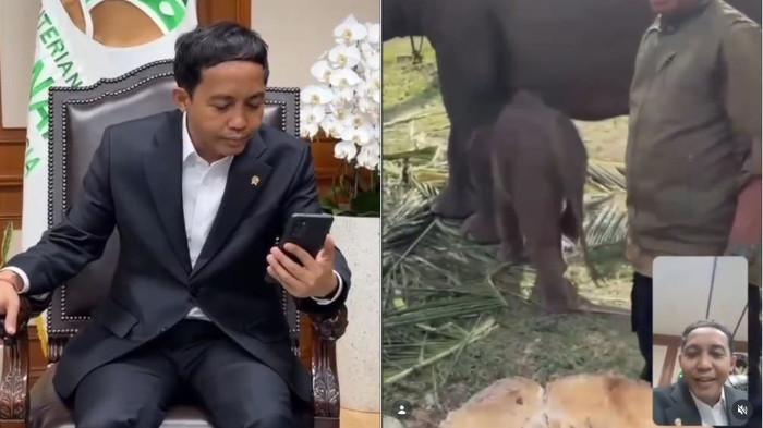 PANGGILAN VIDEO - Menteri Kehutanan (Menhut) Raja Juli Antoni melakukan panggilan video (video call) dengan Nona Seroja, seekor anak Gajah Sumatra, Jumat (10/7/2026). Panggilan itu dilaksanakan setelah Presiden Prabowo Subianto menerbitkan Instruksi Presiden (Inpres) Nomor 8 Tahun 2026 tentang Penyelamatan Populasi dan Habitat Gajah Sumatera dan Gajah Kalimantan.