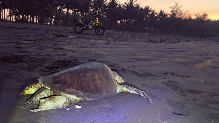 Bangkai Penyu - Bangkai Penyu Lekang ditemukan di Pantai Wagir Indah Cilacap, Minggu (12/7/2026).
