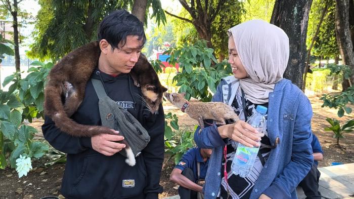 memelihara musang