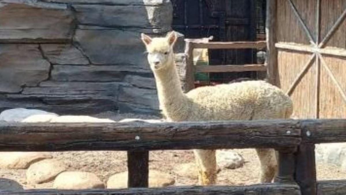 WISATA KLATEN - Koleksi satwa di Pony Park Klaten.