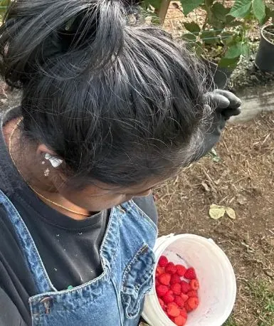 Petik Raspberry di Australia Bikin Eks Karyawan Kantoran Raup Gaji 2 Kali Lipat!