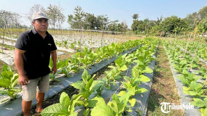 Musim kemarau justru membawa peluang bagi sebagian petani di Kecamatan Selogiri