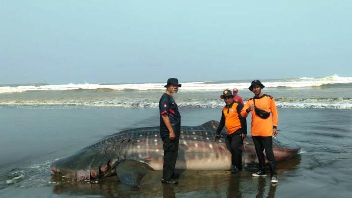 HIU TUTUL - Relawan memperlihatkan seekor hiu tutul (whale shark) panjang sekira lima meter yang ditemukan mati terdampar di Pantai Bleberan, Desa Bunton, Kecamatan Adipala, Kabupaten Cilacap, Selasa (14/7/2026) pagi.