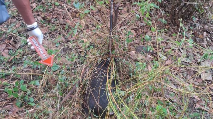 Polisi melakukan olah Tempat kejadian perkara di Wailamung