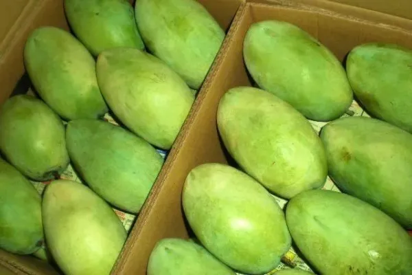 Gokil! 10 Mangga Termahal di Dunia Harganya Ada yang Rp 5,6 Juta/Kg