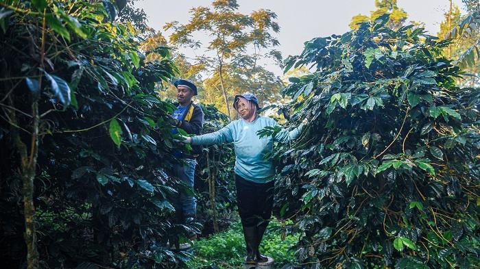 Petani kopi Ecovil Dudit Pratama Muhrim (kiri)  mengeringkan biji kopi saat pekerja Pertamina Geothermal Energi (PGE)  Tbk memeriksa jaringan  pipa Pembangkit Listrik  Tenaga Panas Bumi  (PLTP) di  Geothermal Dry House, Area Kamojang, Kabupaten Bandung Jawa Barat 