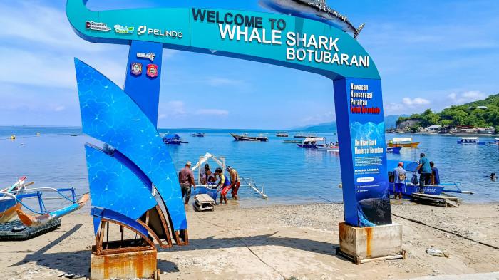 HIU PAUS -- Potret destinasi hiu paus di Desa Botubarani, Kabupaten Bone Bolango, Provinsi Gorontalo, Jumat (17/7/2026). Wacana kenaikan tarif masih menjadi pertimbangan. (Sumber Foto: TribunGorontalo.com/Jefri Potabuga)