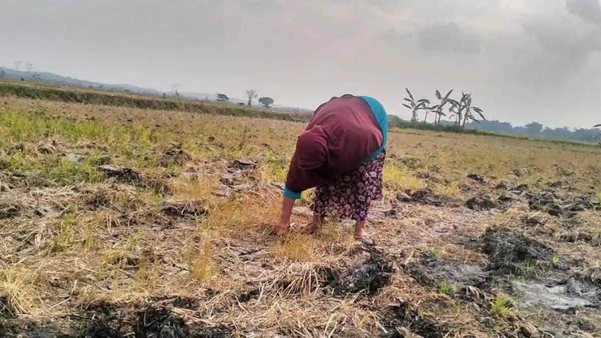 LAHAN KERING - Ilustrasi seorang petani saat berada di lahan jagung, mengecek tanaman di tanah yang kering.