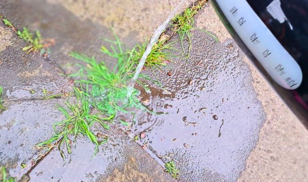Picture of me pouring water on a weed Picture of me pouring water on a weed