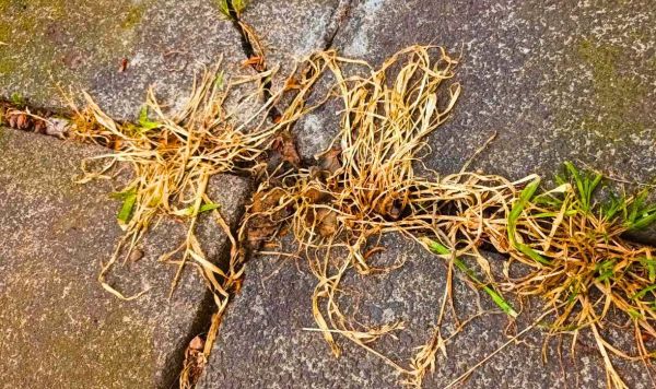 Picture of a dead patio weed Picture of a dead patio weed