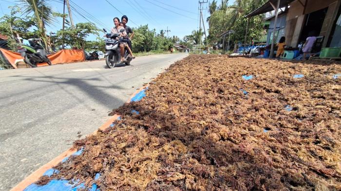 RUMPUT LAUT - Tampak rumput laut dari pembudidaya dijemur lagi sebelum diambil pengumpul keluar daerah.