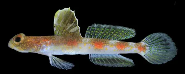 Tomiyamichthys oriens betina Tomiyamichthys oriens betina
