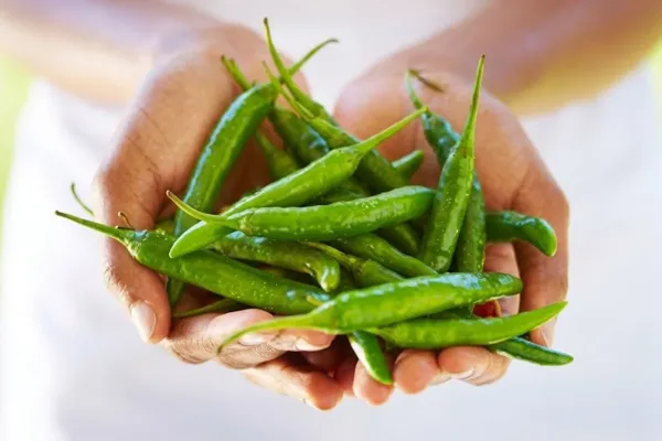 Healthy green chilli plant growing in a balcony container at home