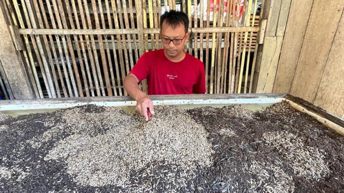 PETERNAKAN TERINTEGRASI - Peternak Hardianto memperlihatkan budidaya maggot Black Soldier Fly (BSF) di NZ BSF Farm, Wonosobo, Rabu (22/7/2026). Maggot dimanfaatkan untuk menekan biaya pakan ternak sekaligus mengolah limbah organik menjadi bernilai ekonomi.