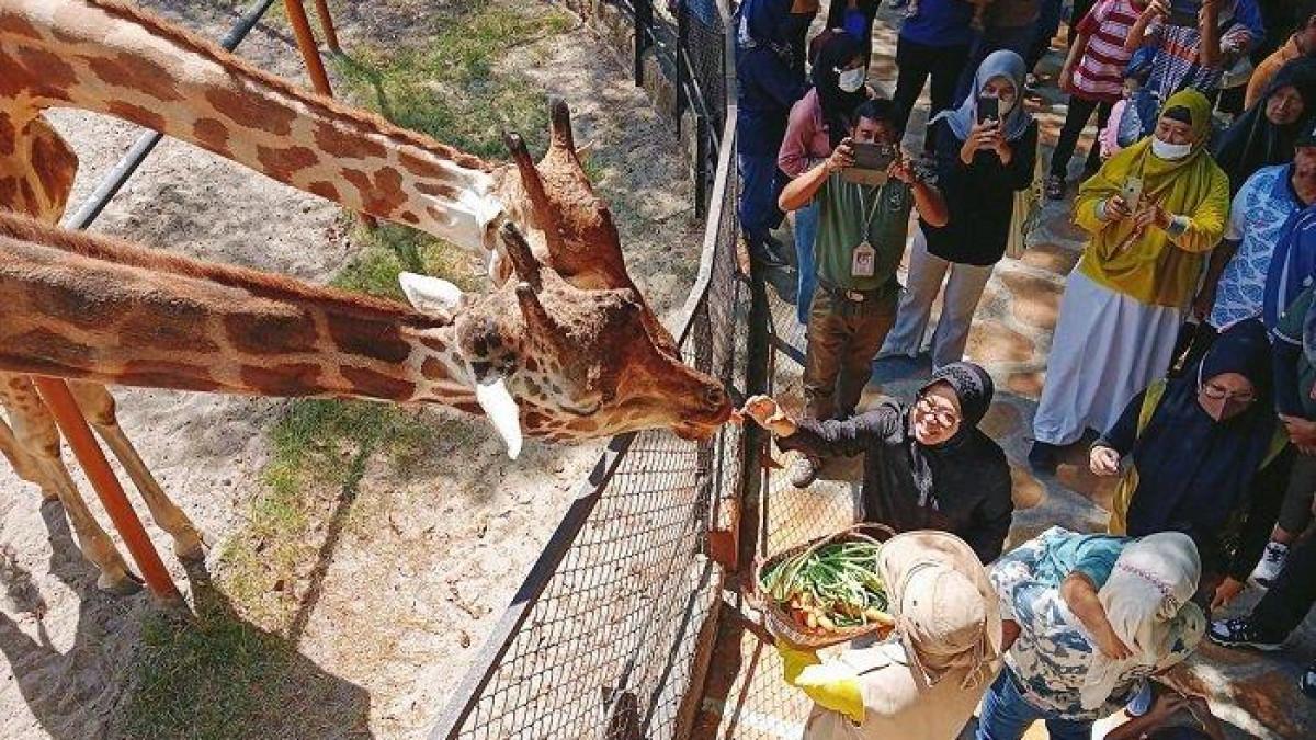 KEBUN BINATANG SURABAYA - Pengunjung yang sedang memberi makan jerapah di Kebun Binatang Surabaya.