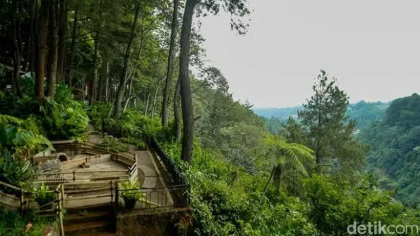 Daong Hutan Pinus Daong Hutan Pinus