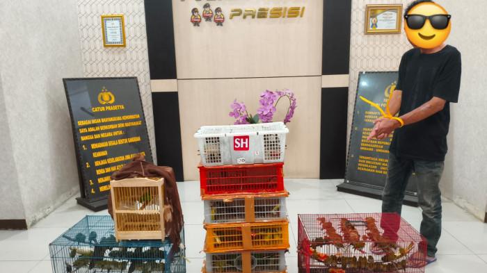 PERDAGANGAN SATWA DILINDUNGI- Personel Satreskrim Polres Agam bersama Balai Konservasi Sumber Daya Alam (BKSDA) Sumbar menunjukkan ratusan ekor burung yang diamankan dari seorang terduga pelaku perdagangan satwa liar di Mapolres Agam, Kamis (23/7/2026). Sebanyak 244 ekor burung disita, delapan di antaranya merupakan burung cica daun (Chloropsis cyanopogon) yang berstatus satwa dilindungi. Pelaku terancam hukuman maksimal 15 tahun penjara.