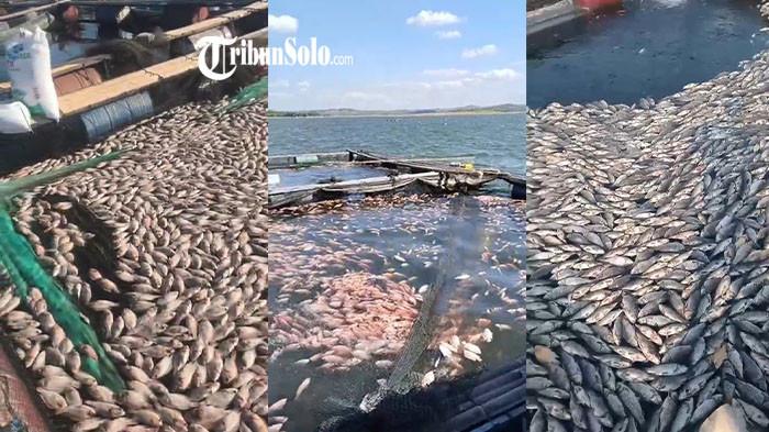 MERUGI GEGARA UPWELLING - Penampakan puluhan ton ikan mati di kolam keramba Waduk Kedung Ombo di Desa Ngargotirto, Kecamatan Sumberlawang, Kabupaten Sragen, Kamis (23/7/2026). Kematian ini membuat petani ikan merugi ratusan juta rupiah.