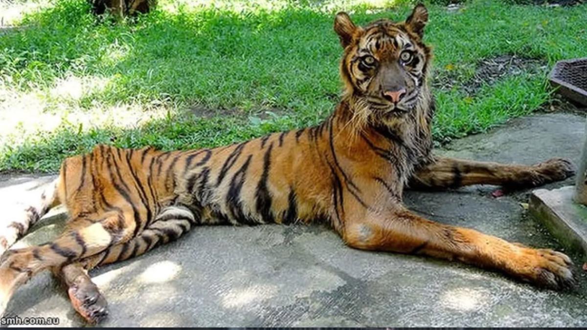 KASUS KORUPSI - Kondisi mengenaskan hewan di Kebun Binatang Surabaya.