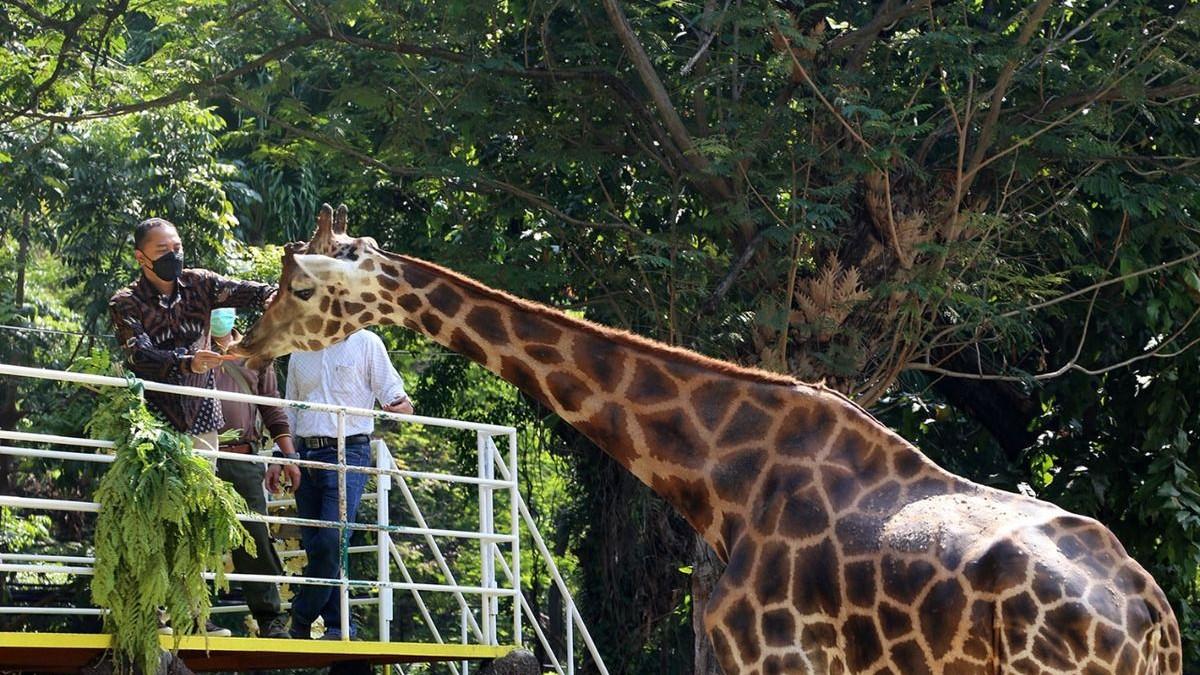 KASUS KORUPSI - Wali Kota Surabaya Eri Cahyadi saat berada di Kebun Binatang Surabaya.