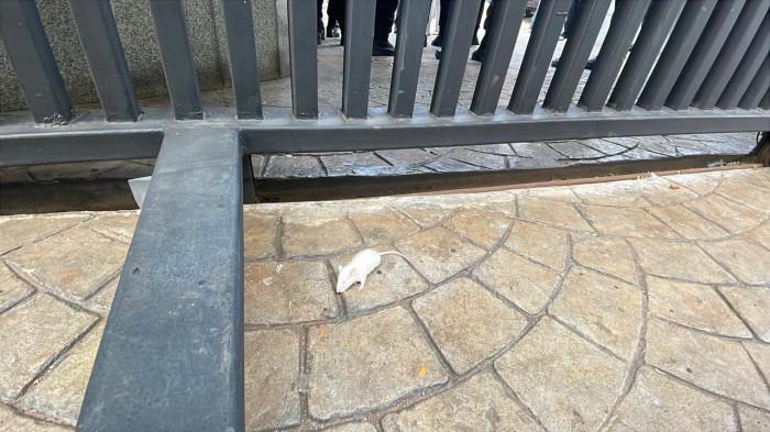 DEMO KEJAGUNG - Sejumlah pendemo yang mengatasnamakan kelompoknya Koalisi Masyarakat Sipil melempar sejumlah tikus kecil saat demo di depan Gedung Kejaksaan Agung (Kejagung) pada Jumat (24/7/2026).