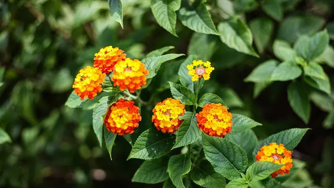 bunga lantana (sumber: Pixabay)