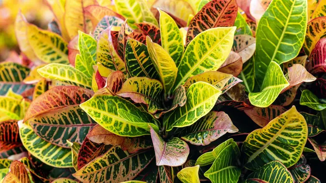 Puring (Codiaeum Variegatum). (Gambar: David Clode/Unsplash)
