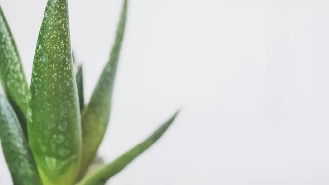 Lidah Buaya (Image by pexels)