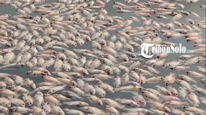 UPWELLING - Ilustrasi ikan mati akibat upwelling, beberapa waktu lalu. Petani karamba jaring apung (KJA) di Waduk Cengklik, Kabupaten Boyolali, menerapkan berbagai strategi untuk mencegah kematian massal ikan akibat fenomena upwelling.