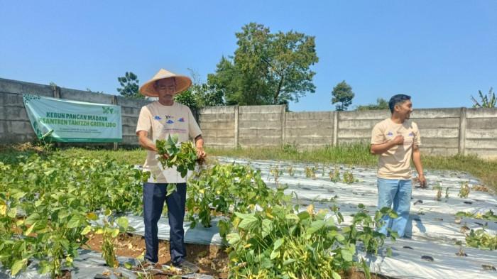 KEBUN PANGAN MADYA - Kebun Pangan Madaya sebuah gerakan pemberdayaan masyarakat yang mendorong pemanfaatan lahan rumah, pekarangan kantor, kebun komunitas hingga lahan produktif yang belum optimal, menjadi sumber pangan keluarga sekaligus sumber ekonomi baru.