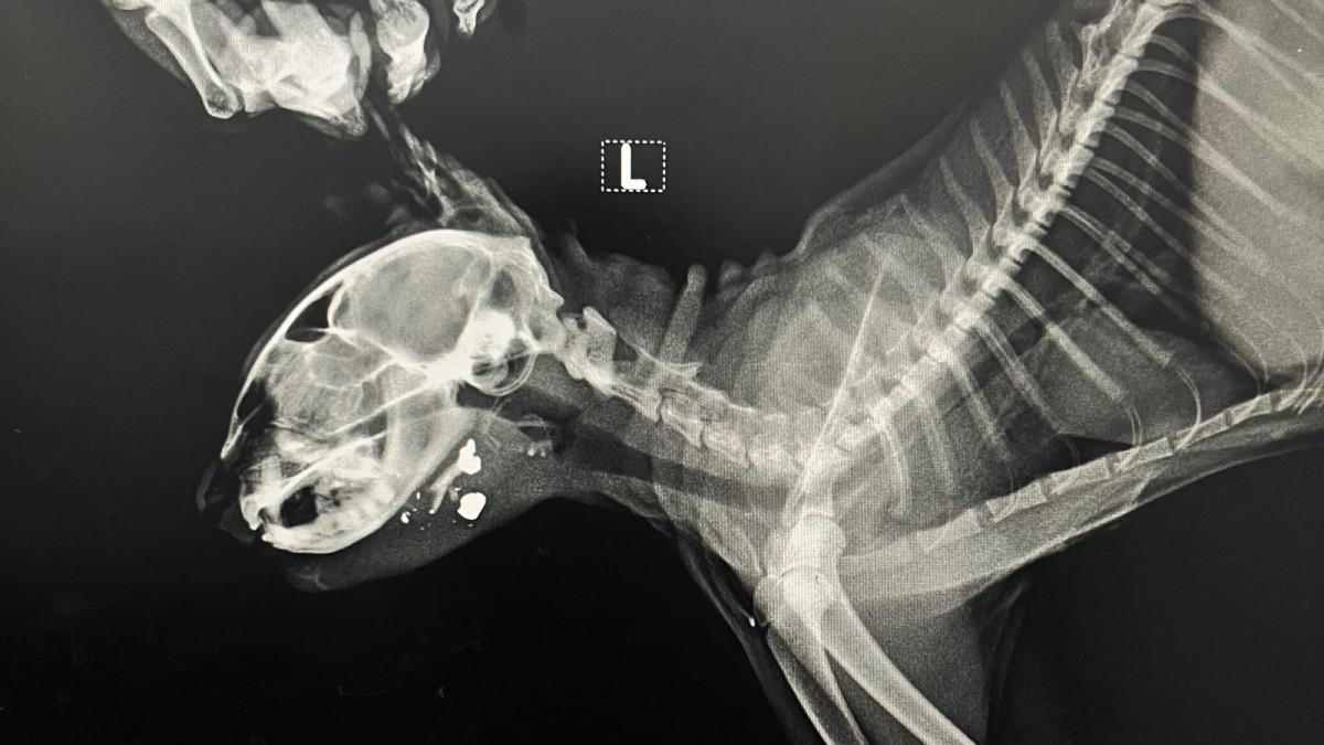 KLINIK HEWAN SOLO - Hasil X-ray kucing Xabi, terlihat ada benda asing berada di dagu Xabi yang ternyata proyektil.