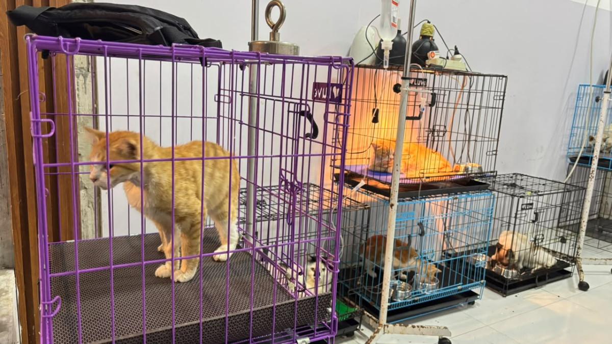 KLINIK HEWAN SOLO - Sejumlah kucing yang jadi pasien di Samudra Vet Care berada di kandangnya masing-masing. Mereka mengidap penyakit yang berbeda-beda dan membutuhkan perawatan yang berbeda pula.