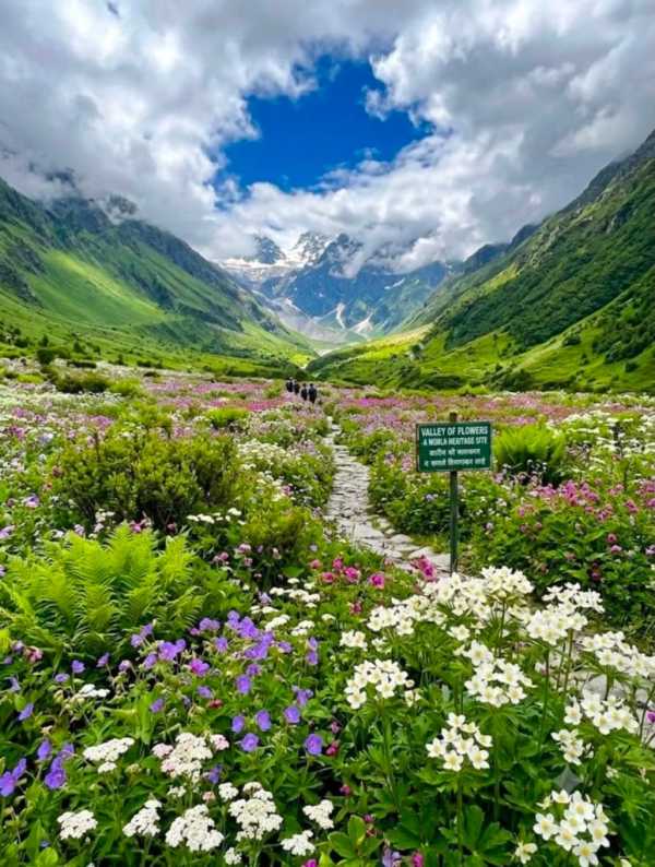 Valley Of Flowers