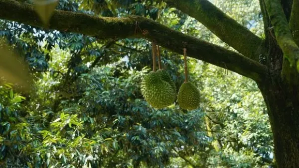 Berburu Durian Musang King di Malaysia