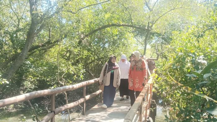 mangrove 2