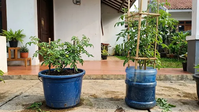Ember Bekas atau Galon Bekas untuk Menanam Tomat Ember Bekas atau Galon Bekas, Mana Wadah Terbaik untuk Menanam Tomat di Rumah? (AI Generated)
